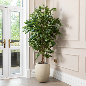 Artificial Ficus Tree in Cream Ceramic Pot - 120cm Tall Indoor Plant