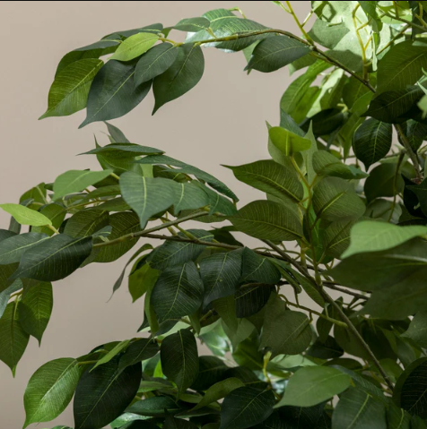 Artificial Ficus Tree in Cream Ceramic Pot - 120cm Tall Indoor Plant