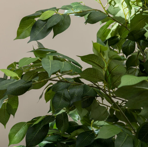 Artificial Ficus Benjamina Tree in Cream Ceramic Pot - 100cm Indoor Plant